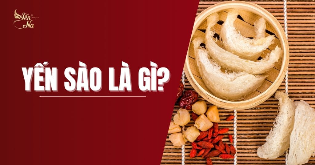 Yến sào - Kết tinh từ tuyến nước bọt của tổ yến