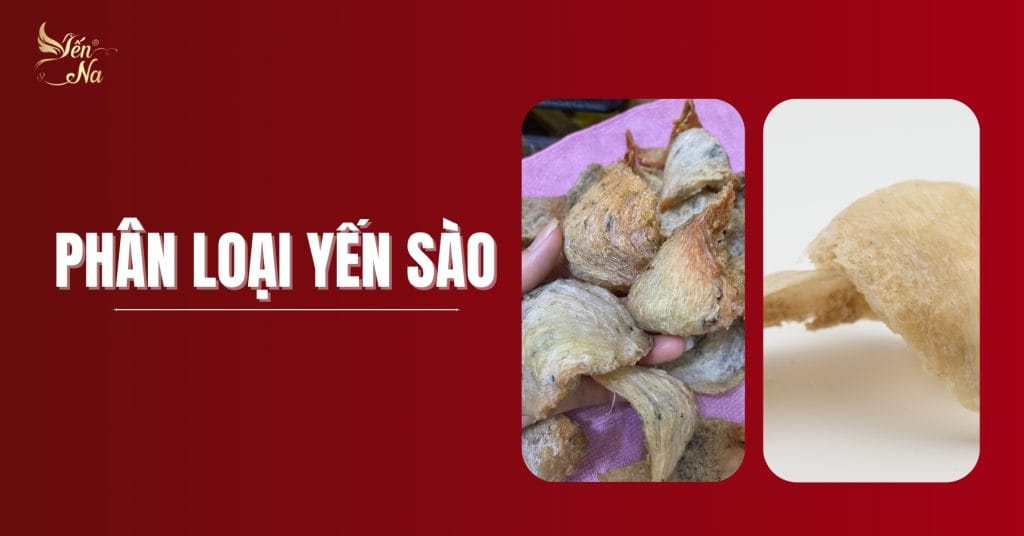 Yến sào - gồm yến đảo và yến nhà