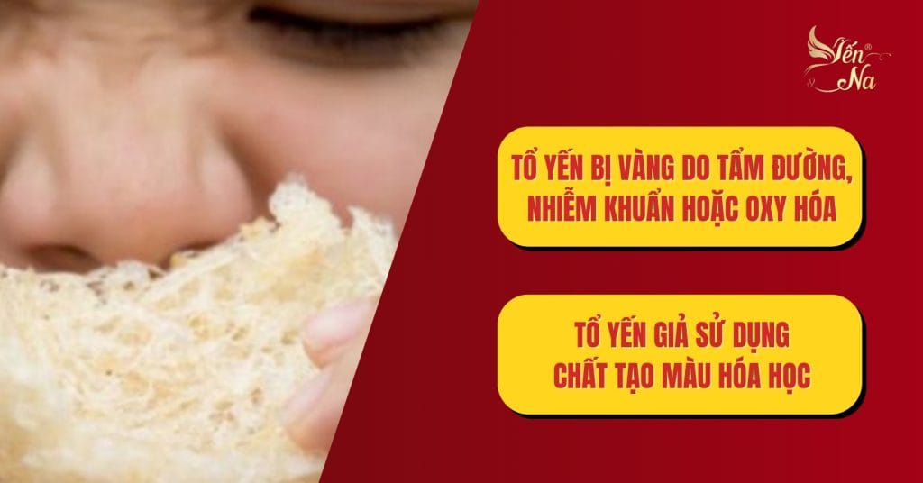 Tổ yến - Lý do yến bị vàng