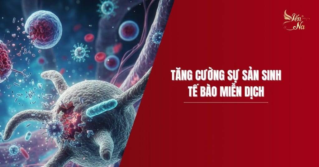 Tăng Cường Sự Sản Sinh Tế Bào Miễn Dịch