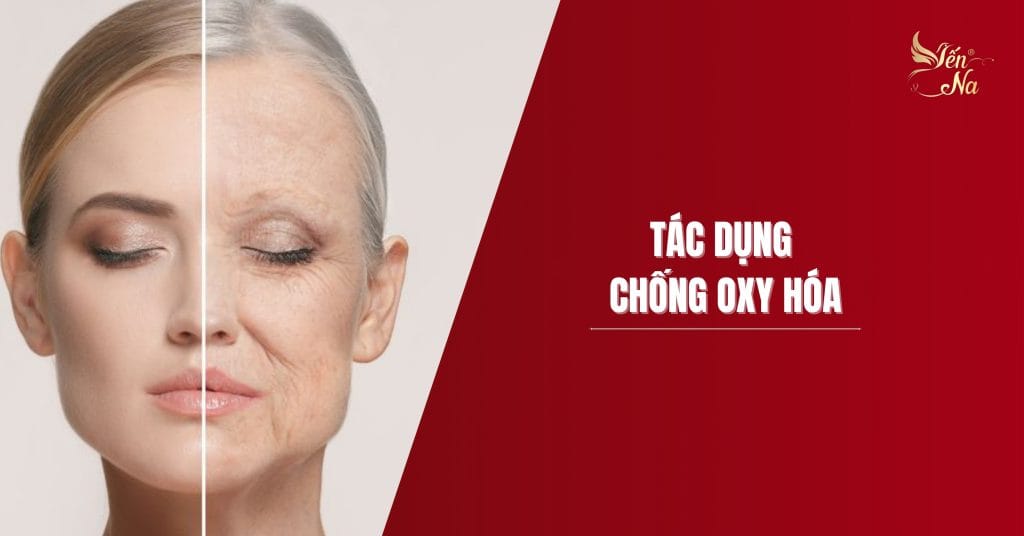 Yến sào Tác Dụng Chống Oxy Hóa