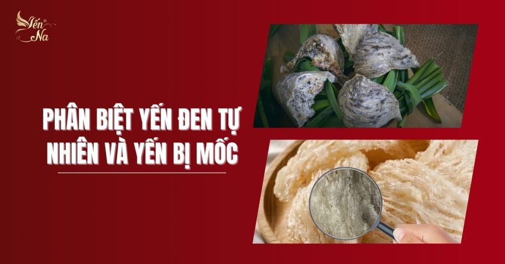 Tổ yến - yến đen tự nhiên và yến bị mốc