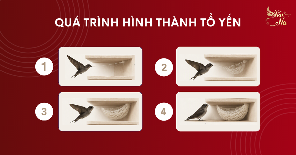 Quá trình hình thành tổ yến diễn ra trong nhiều giai đoạn.
Chim yến tìm vị trí thích hợp trong hang hoặc nhà yến để làm tổ. Sau đó, chim tiết nước bọt và dùng phần nước bọt này tạo thành những sợi nhỏ bám lên bề mặt.